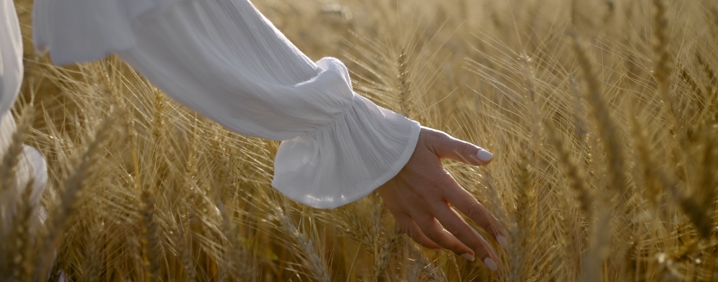 Eine Hand in einer weißen Bluse mit Rüschen streift sanft durch die Ähren eines goldenen Weizenfelds.